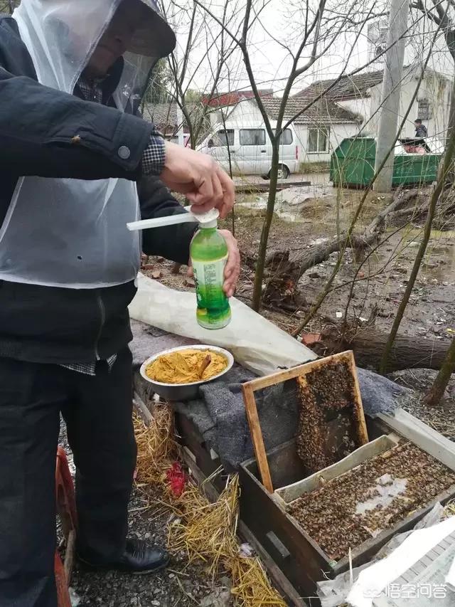 河南什么地方有蜜蜂出售？