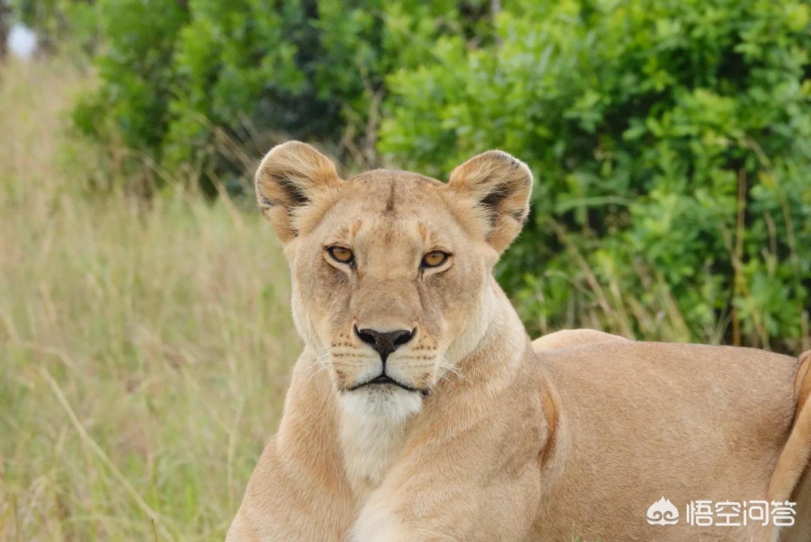 索尼rx10m4索尼rx10m4详细参数