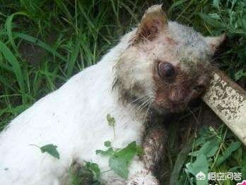猫屋虐猫致4只猫死