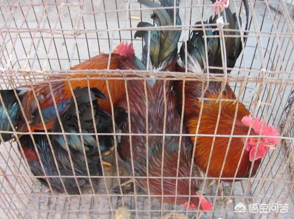 买好（买洗衣机在唯品会买还是京东买好？）