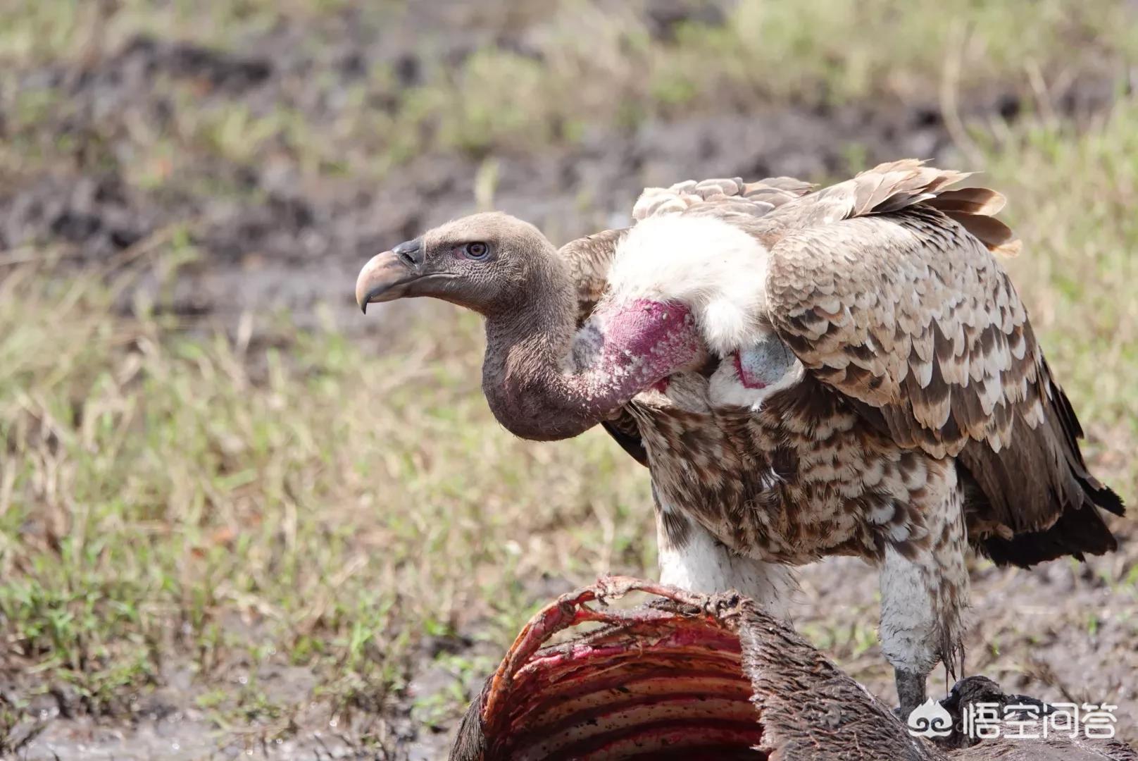 索尼rx10m4索尼rx10m4详细参数