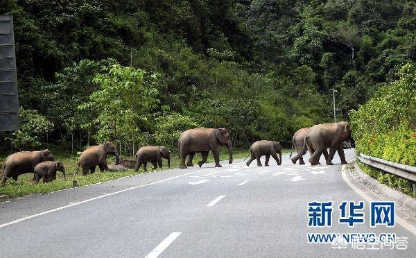 [一月2次袭击中国游客]一游客在西双版纳野象保护区遭野象攻击受伤, 你怎么看？