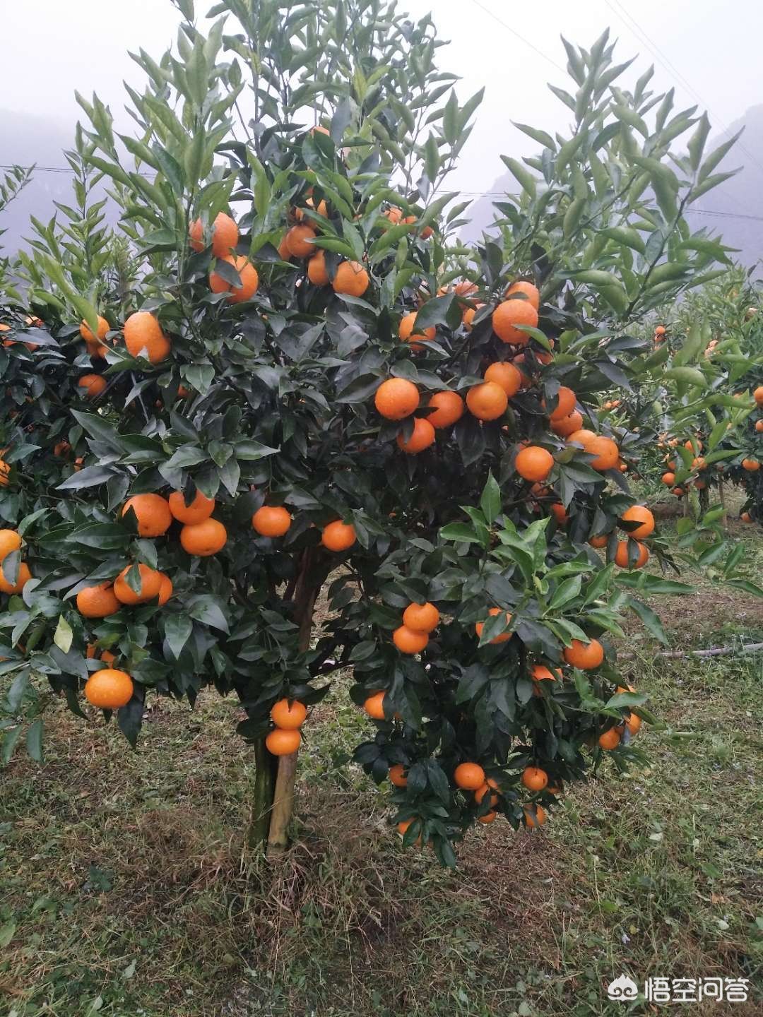 广西南宁沃柑好吃吗? 广西南宁沃柑好吃吗?