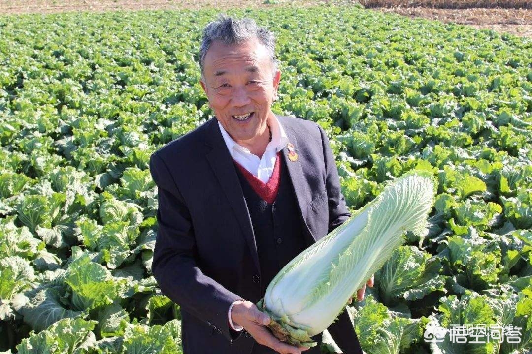 大连市什么时候挖地瓜