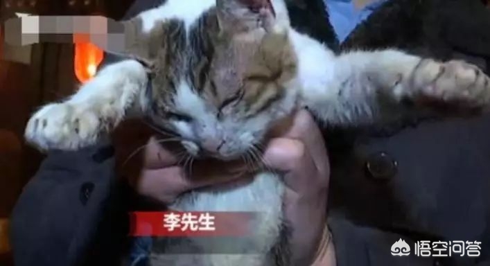虐猫男留学被拒