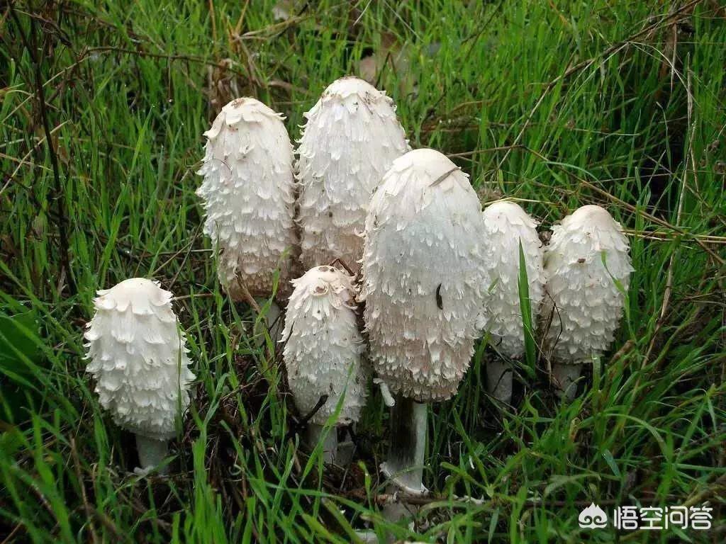 春天到了，在农村山上哪些地方野生的蘑菇多？