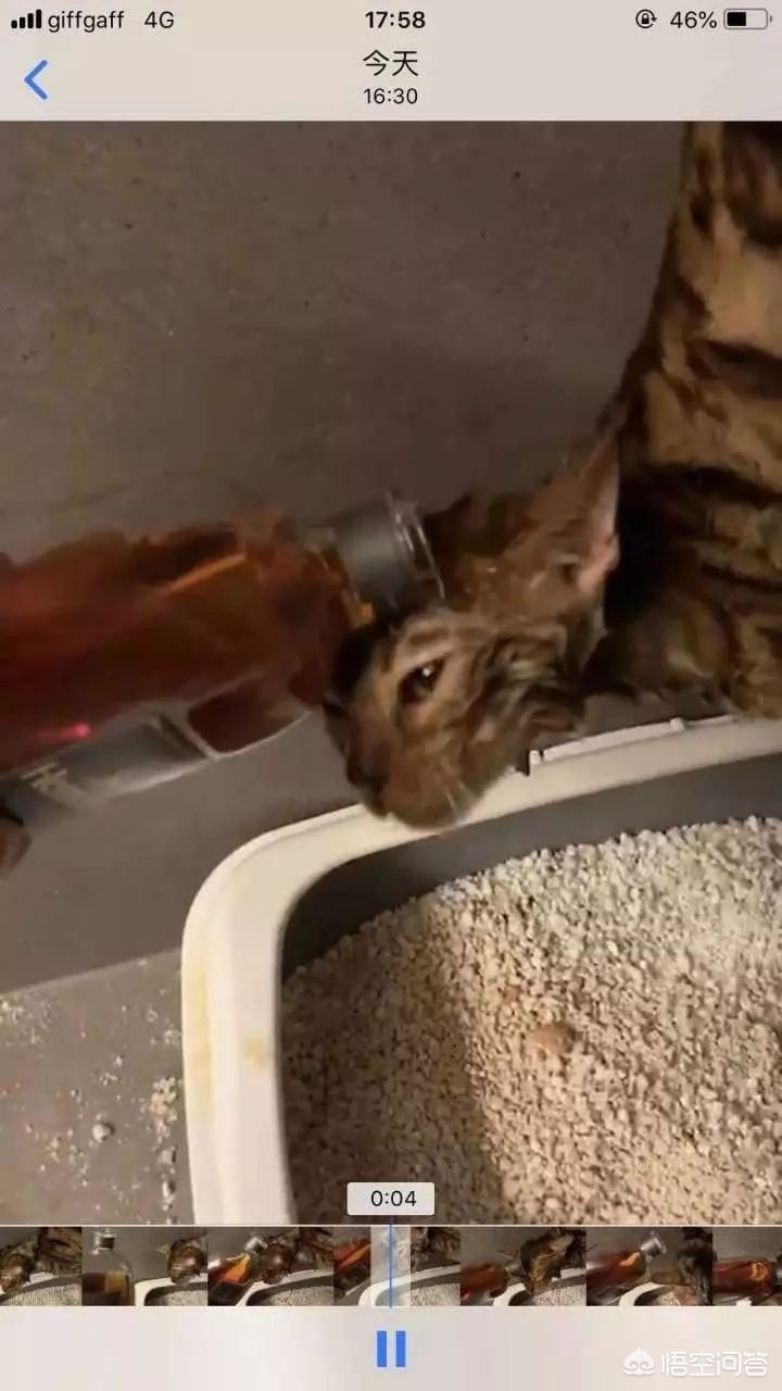 虐猫男留学被拒
