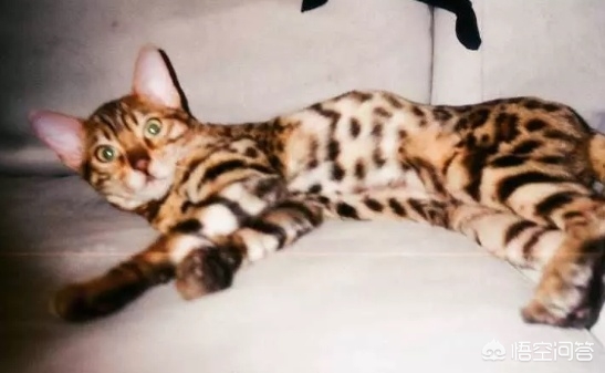 虐猫男留学被拒（中国留学生虐猫被控告，你怎么看？）