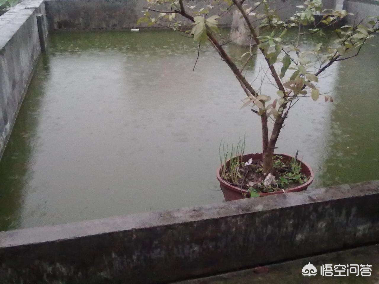 为什么贵州农村房顶上要存水？：茅台酒和股价双降温
