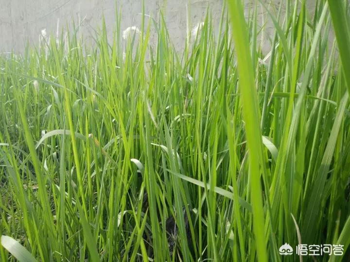 黄毛汽车报价,黄毛车多少钱