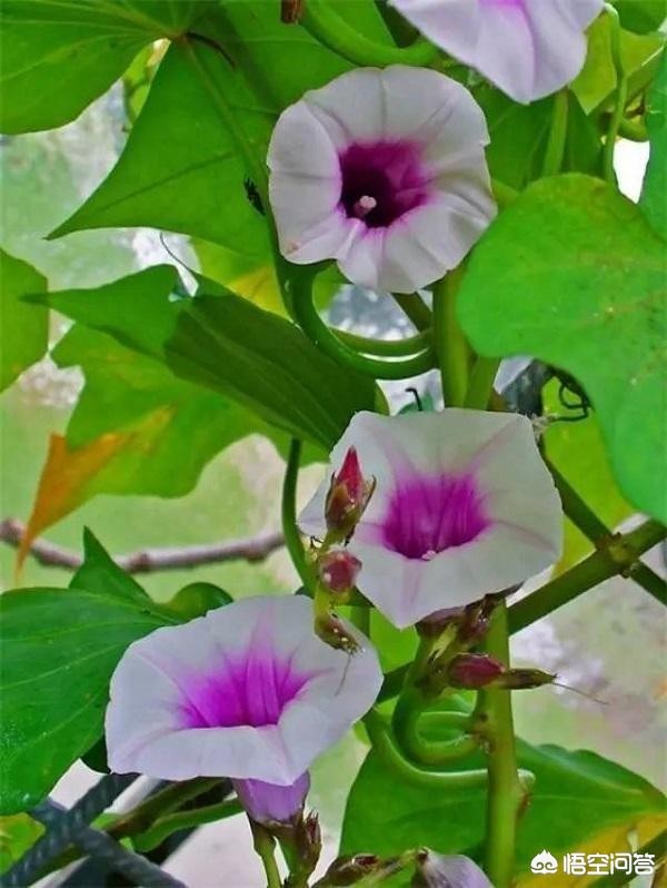 红薯花图片大全(地瓜花有哪些品种?) 红薯花图片大全(地瓜花有哪些品种?)