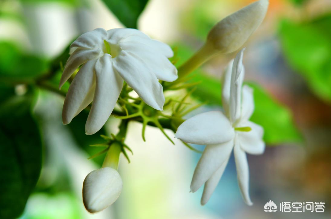 新买的茉莉把花蕾全剪了有影响吗？有没有好处？