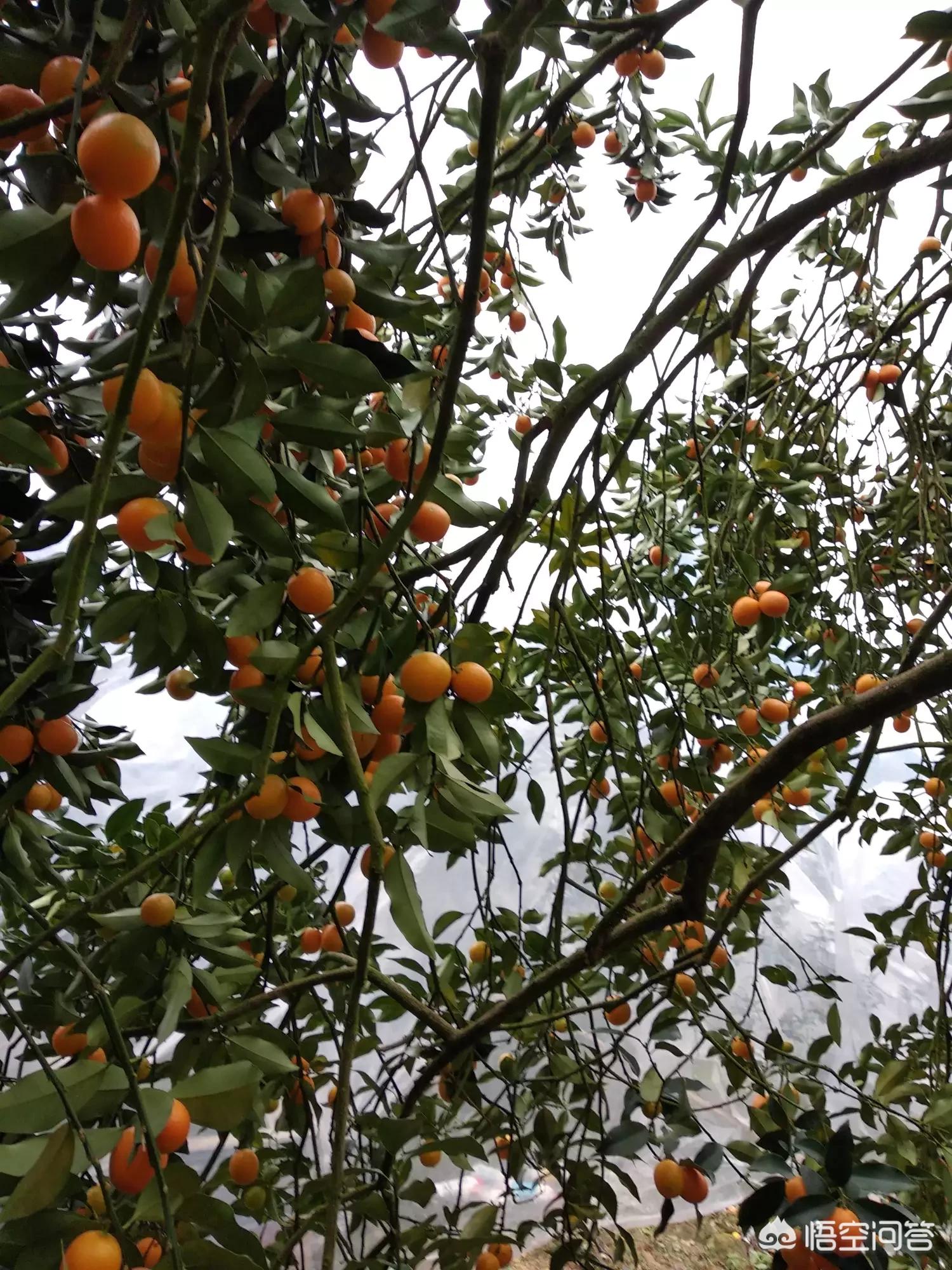 桂林最大水果批发市场？