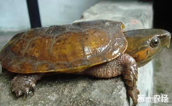 合肥市超级物种有哪些