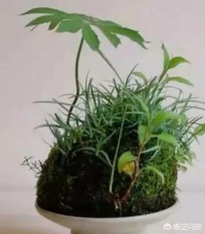 在家里你最喜欢做的事情是什么？：家里的