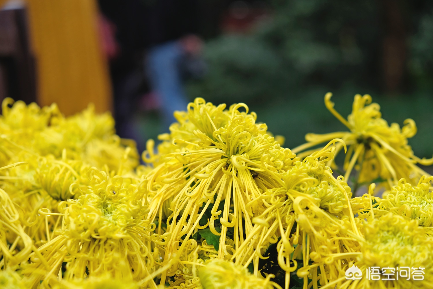 重庆菊花怎么样