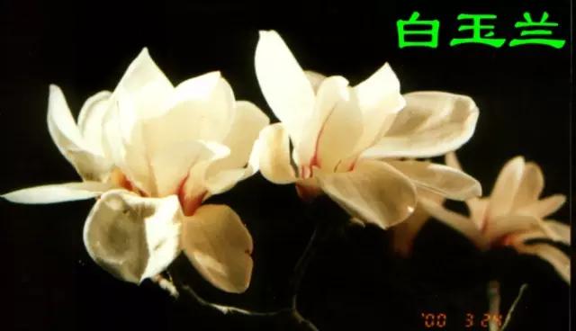 武汉市的市花叫什么