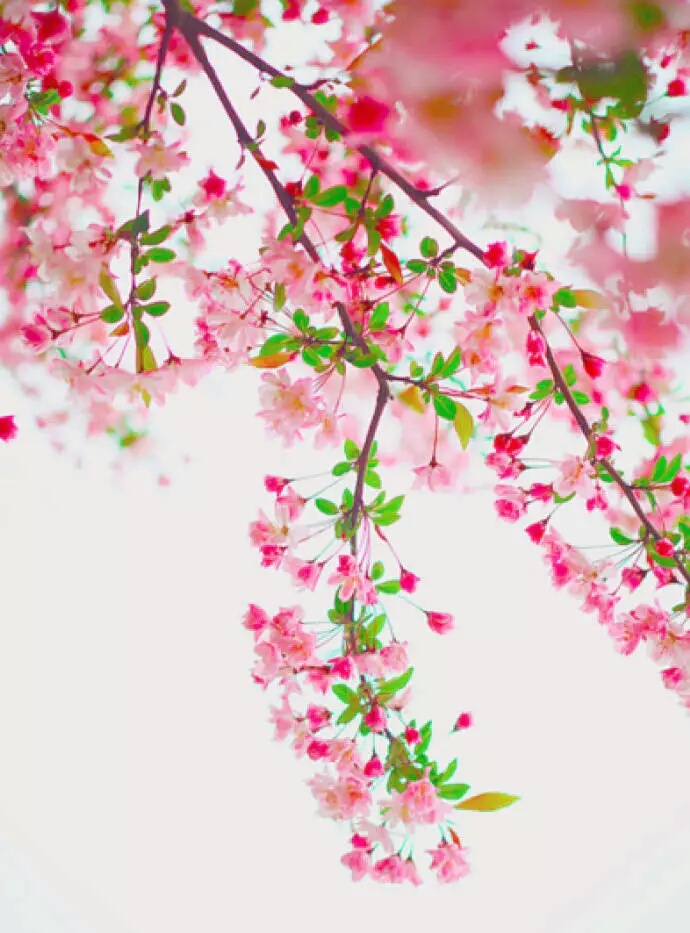 青光眼是艾滋病引起的吗? 青光眼是艾滋病引起的吗?