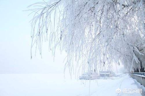 哈尔滨市哪里有雾凇