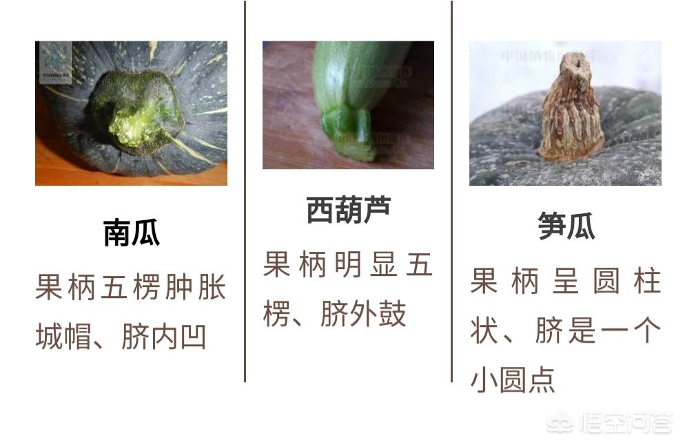 “东边吃冬瓜，南边吃南瓜，西边吃西瓜”，北边是什么瓜？：女子发现东西瓜