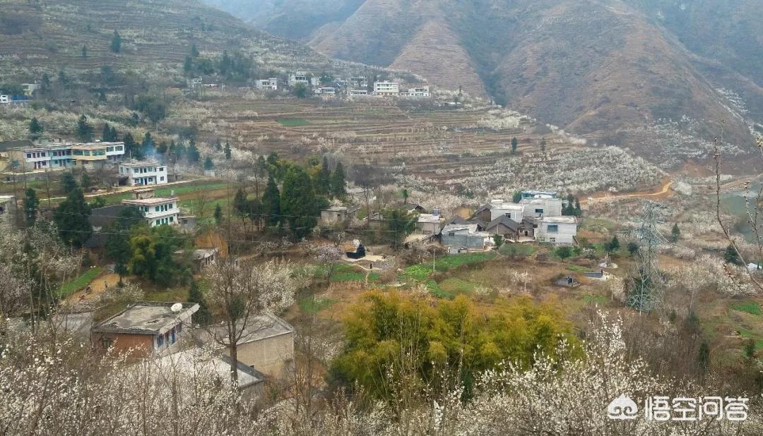 樱花的图片樱花的图片大全 最美