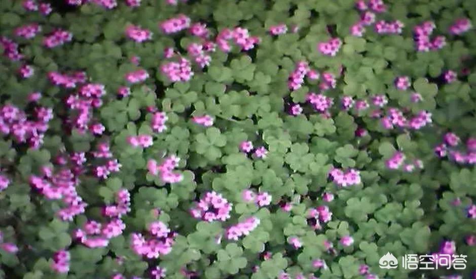 图片牡丹花（港之曙海棠和牡丹海棠的区别？）