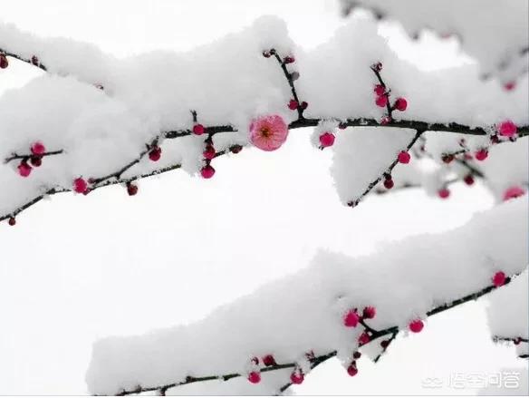 图片牡丹花（港之曙海棠和牡丹海棠的区别？）