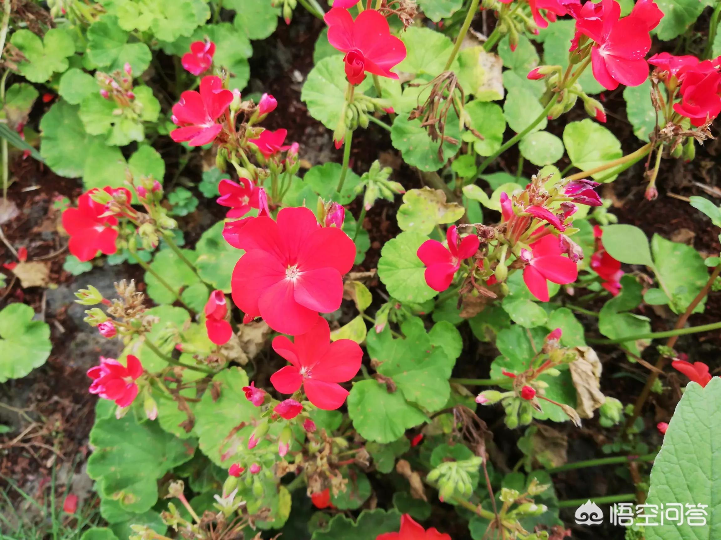 去海外生活怎么选，去海外生活怎么选地方