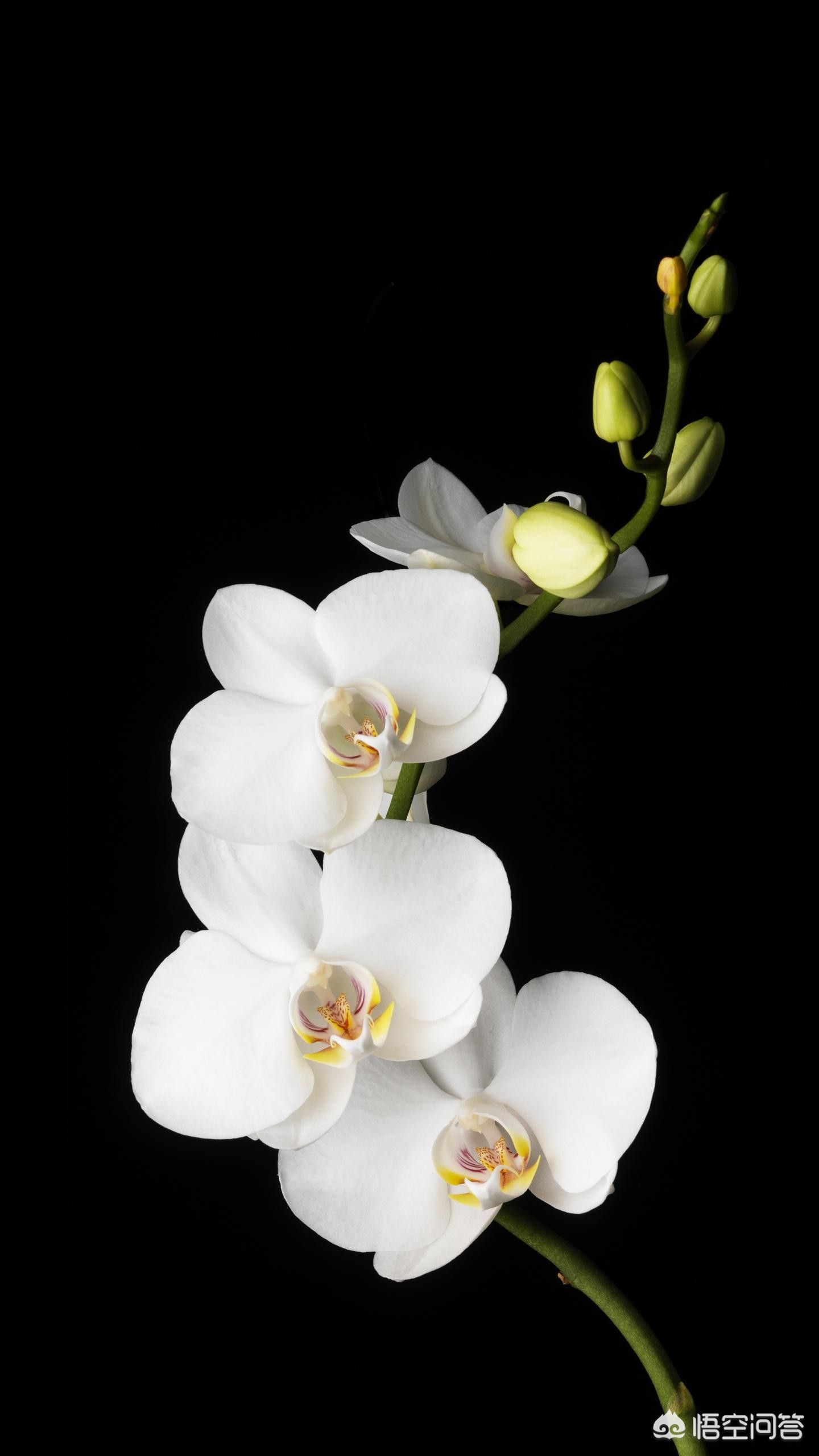 [黑色壁纸全黑]电脑屏幕总是自动变成黑色背景？