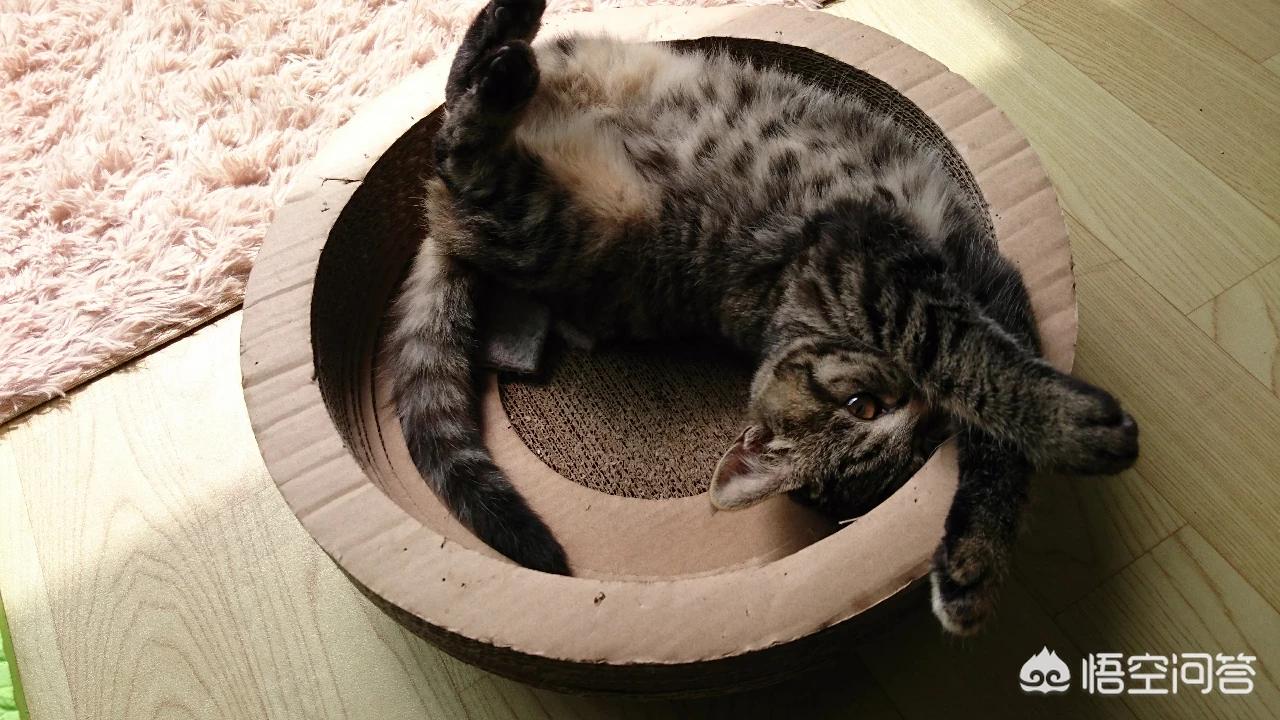 海外生活的猫视频播放下载，海外生活的猫视频播放下载安装