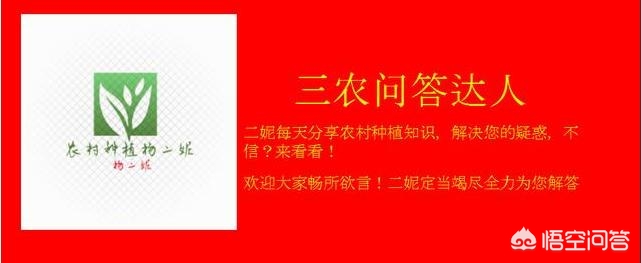 请问兰州市哪里有枣树苗