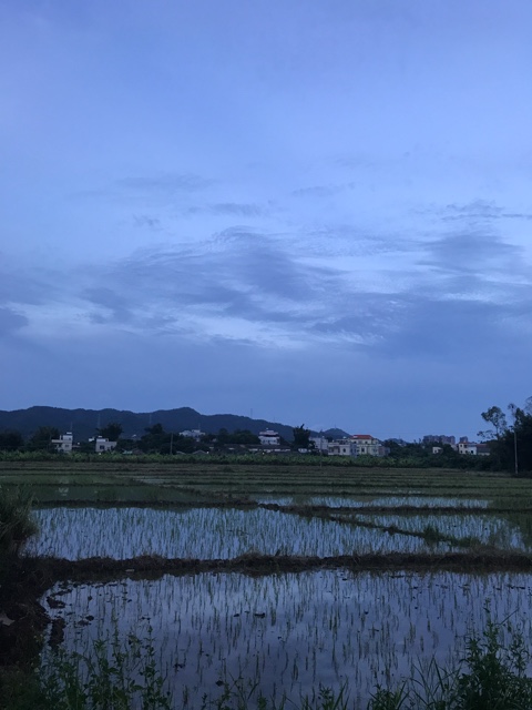 什么朝代流行草书字体
