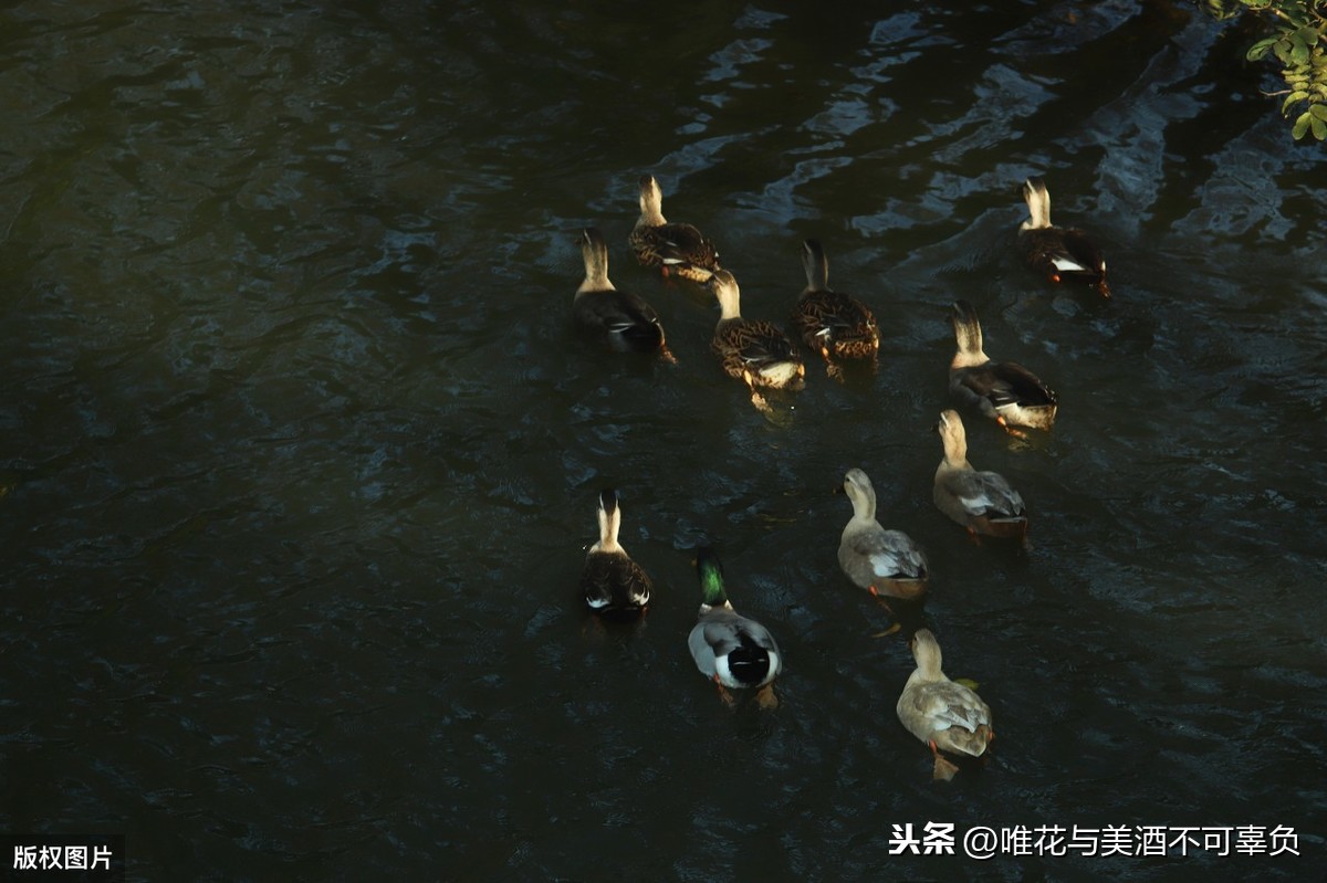 香港大众