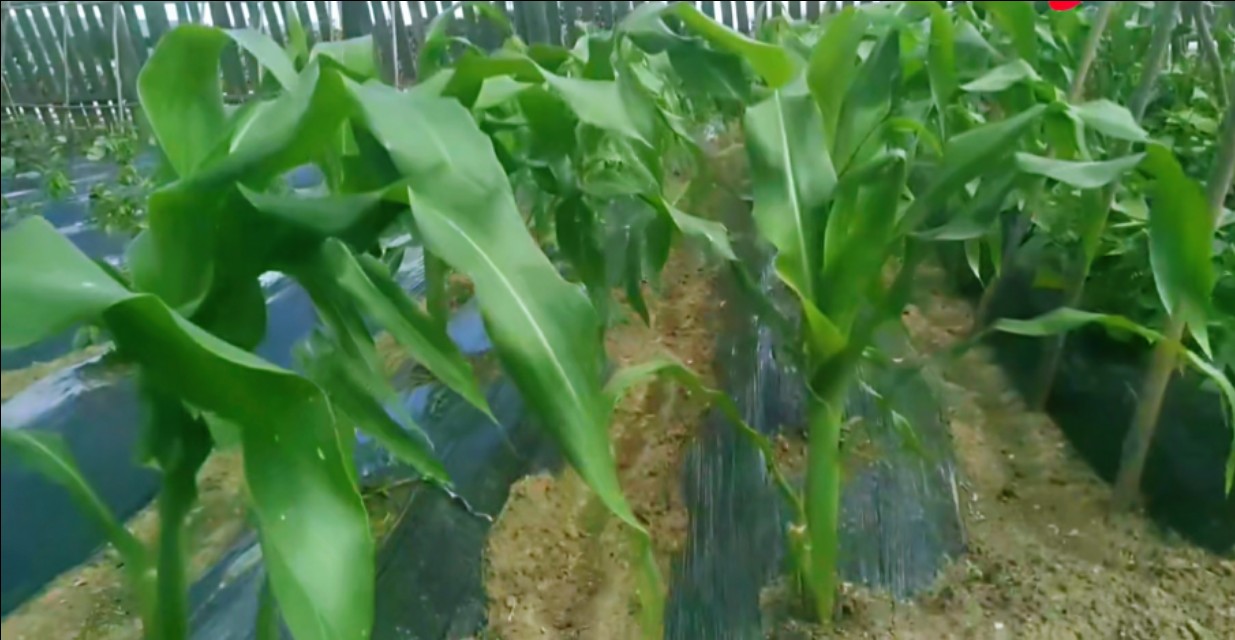 下雨多玉米苗渗黄还会好吗？：河南玉米收获季遇雨