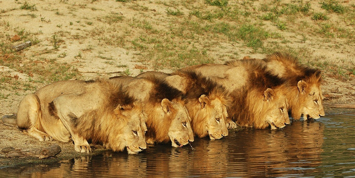 [克鲁格国家公园]有关于南非克鲁格国家公园坏男孩雄狮联盟的介绍吗？