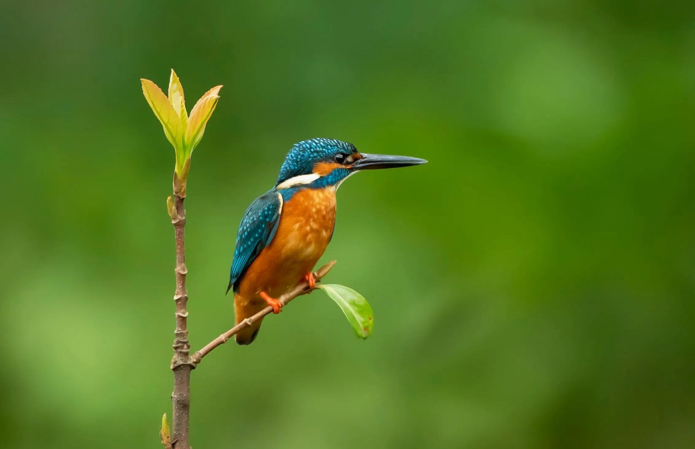 索尼rx100(索尼zv-e10和rx100m7怎么选?) 索尼rx100(索尼zv-e10和rx100m7怎么选?)