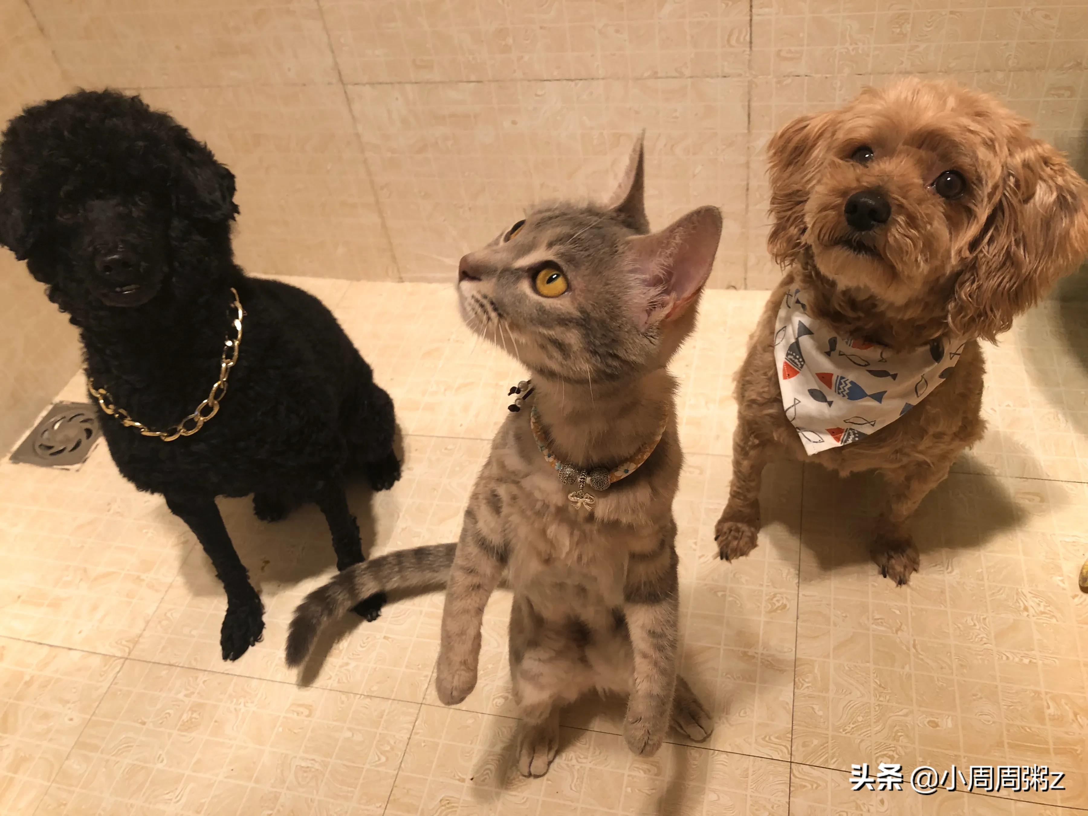 没有狗狗的海外生活，没有狗狗的海外生活视频