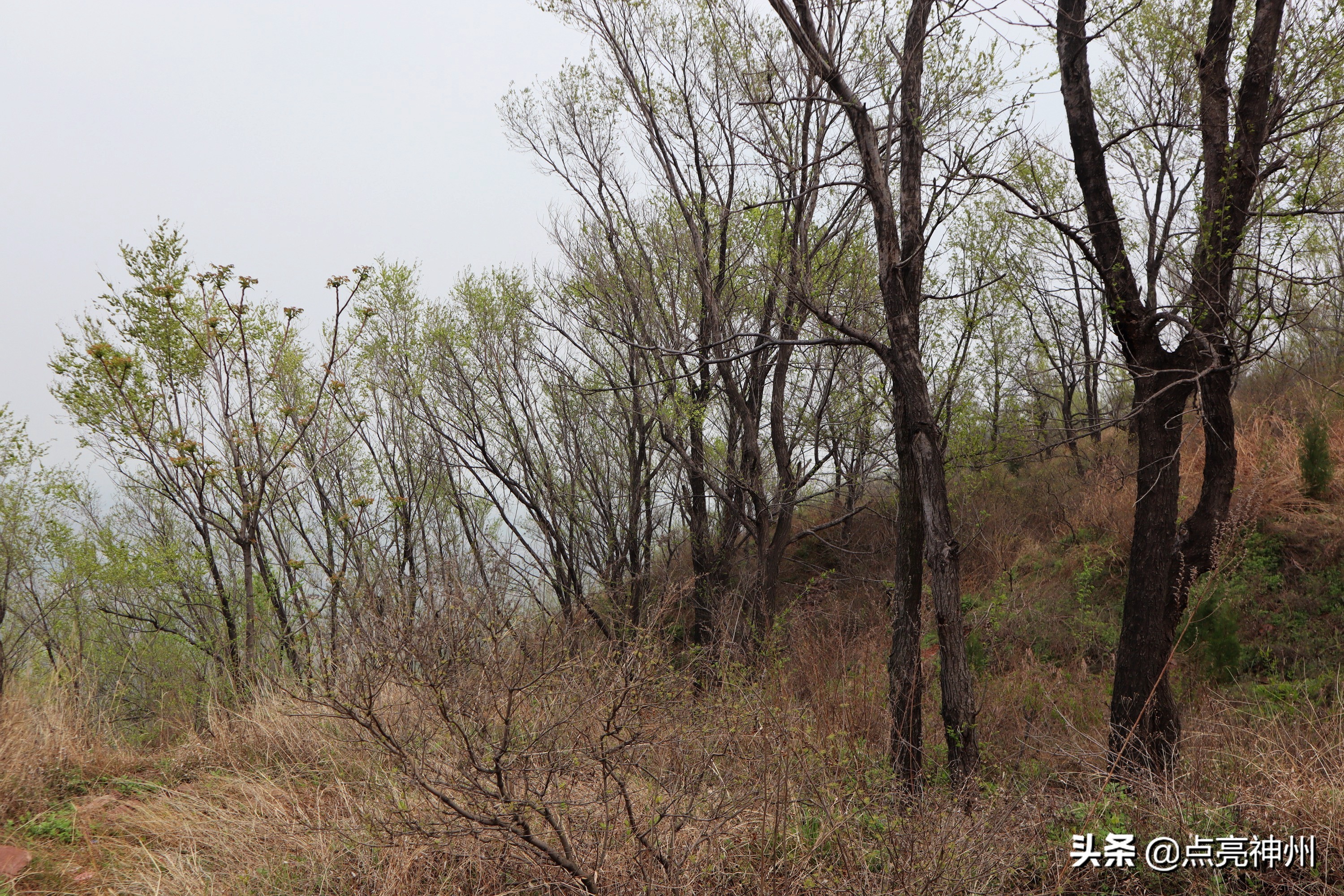河南哪个春天好旅游
