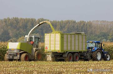 现在大连市种植什么菜