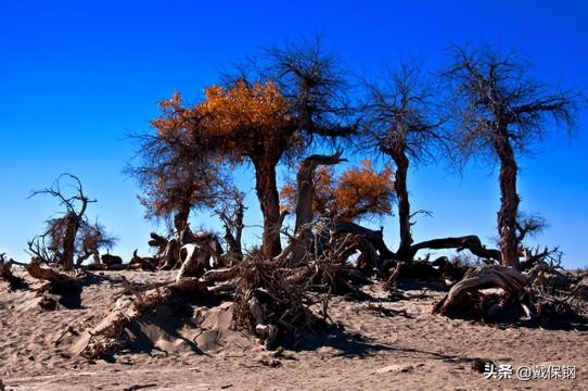 英雄树英雄树指的是什么树 英雄树英雄树指的是什么树