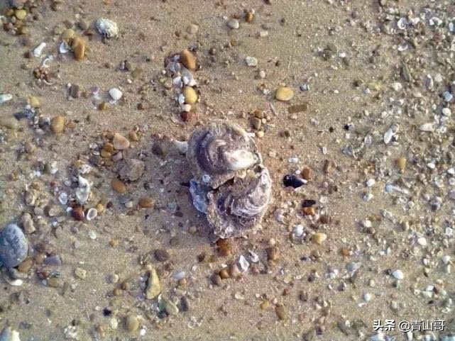 厦门后田渔村文化介绍? 厦门后田渔村文化介绍?