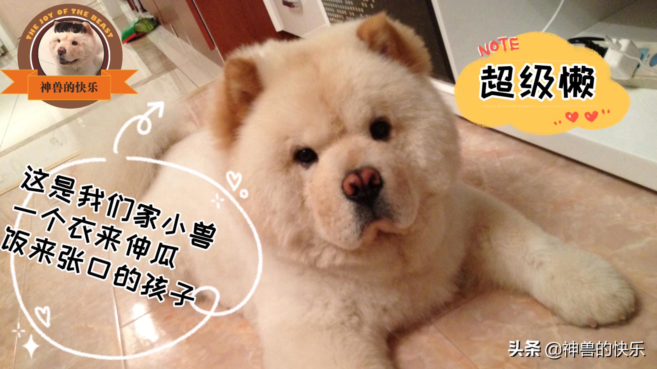 带孩子在公园玩，经常被不牵绳的狗吓到，换做是你会怎么说怎么做？：未牵绳大狗扑1岁娃
