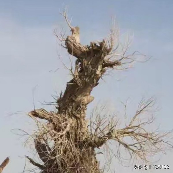 英雄树英雄树指的是什么树 英雄树英雄树指的是什么树