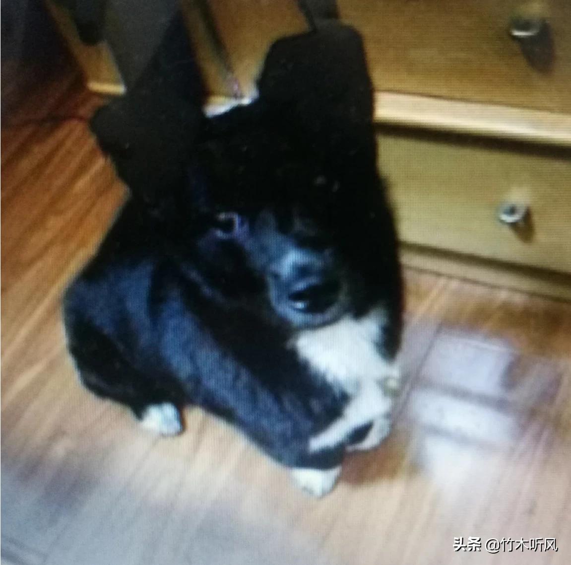 狗狗配种后三天流一些浅绿色分泌物已经有一个星期了？：男童被犬只撕咬下体