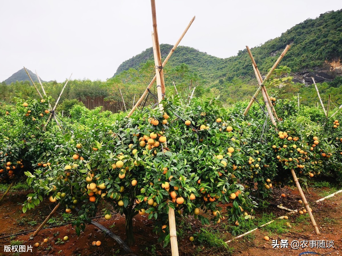 在哪里买果树苗比较靠谱？