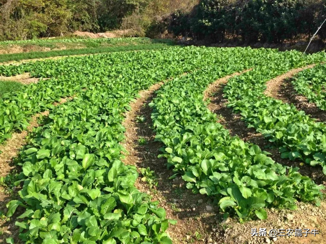 偷菜被抓怎么赔偿？：女子半夜偷菜赔2千