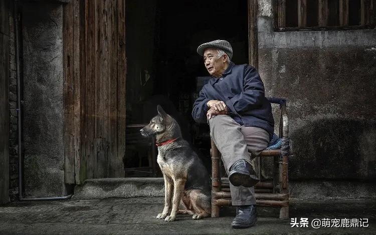 深圳市养狗需要什么证件