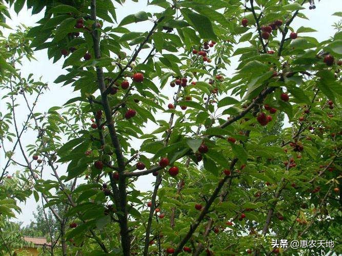 福建哪个茶园有樱花