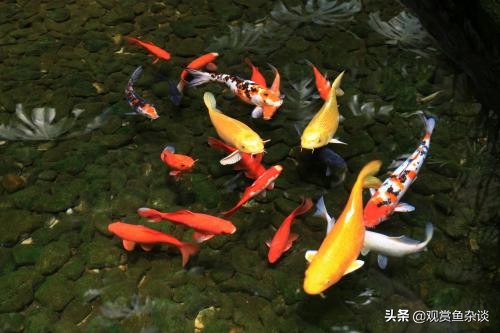 观赏鱼海外生活怎么样，观赏鱼海外生活怎么样啊