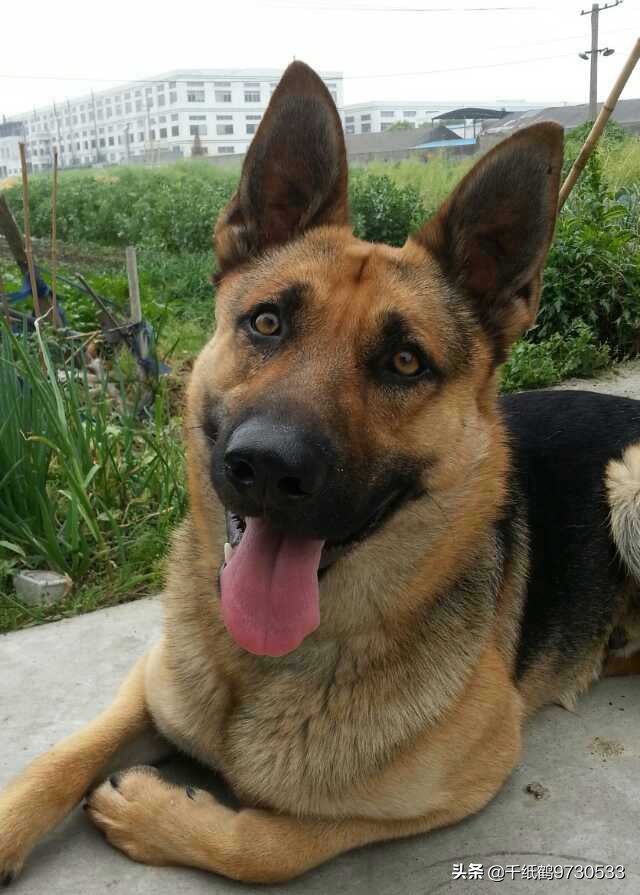 大型犬(适合懒人养的10种大型犬?) 大型犬(适合懒人养的10种大型犬?)